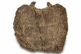 Hadrosaur (Edmontosaurus) Caudal Vertebra - Wyoming #301790-3